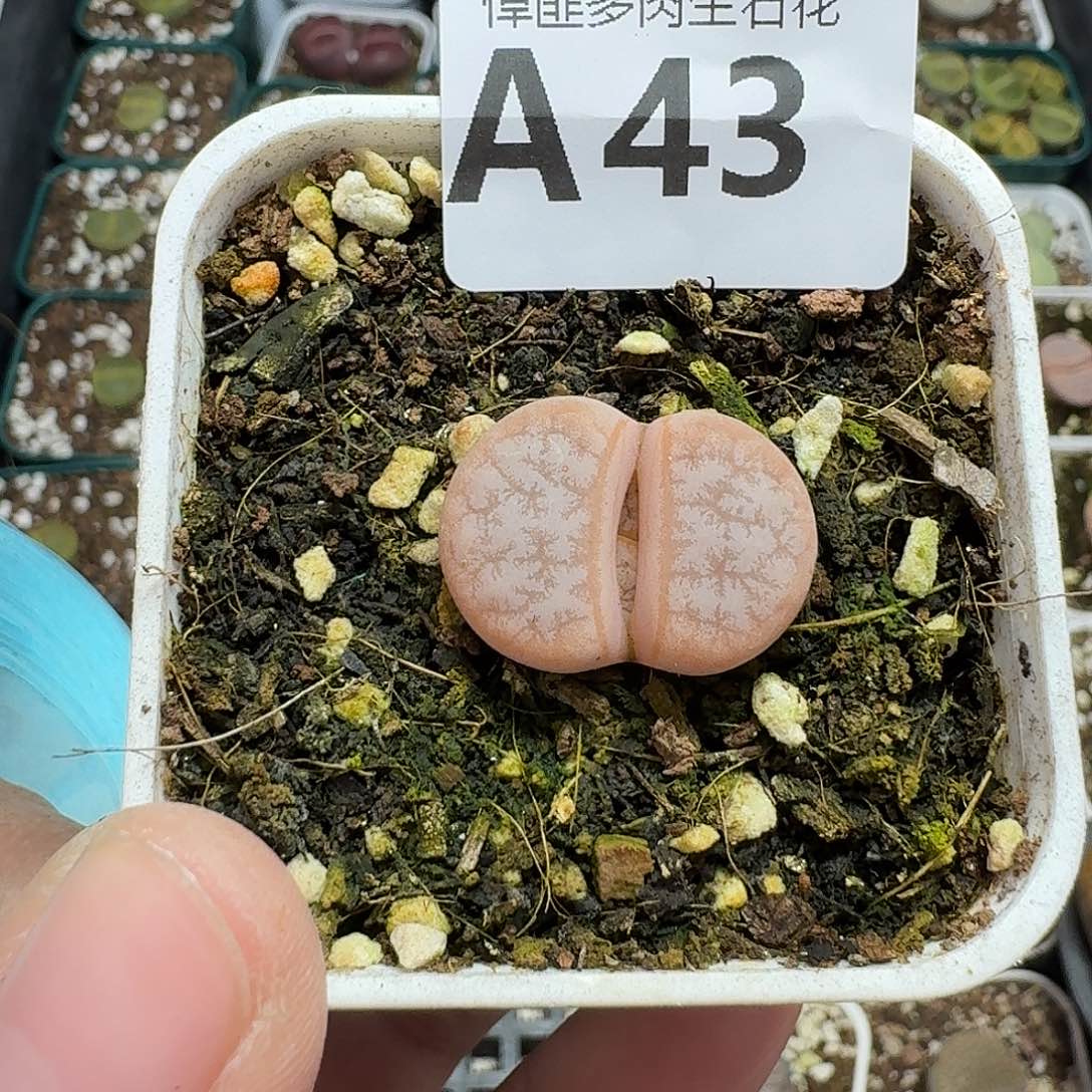 43多肉植物多肉植物