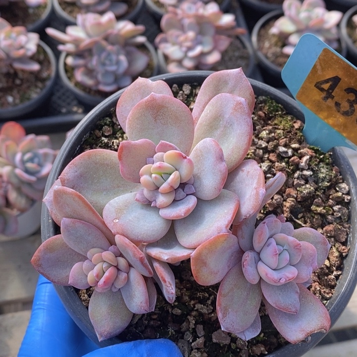 K***l430号韩版奶茶一颗111