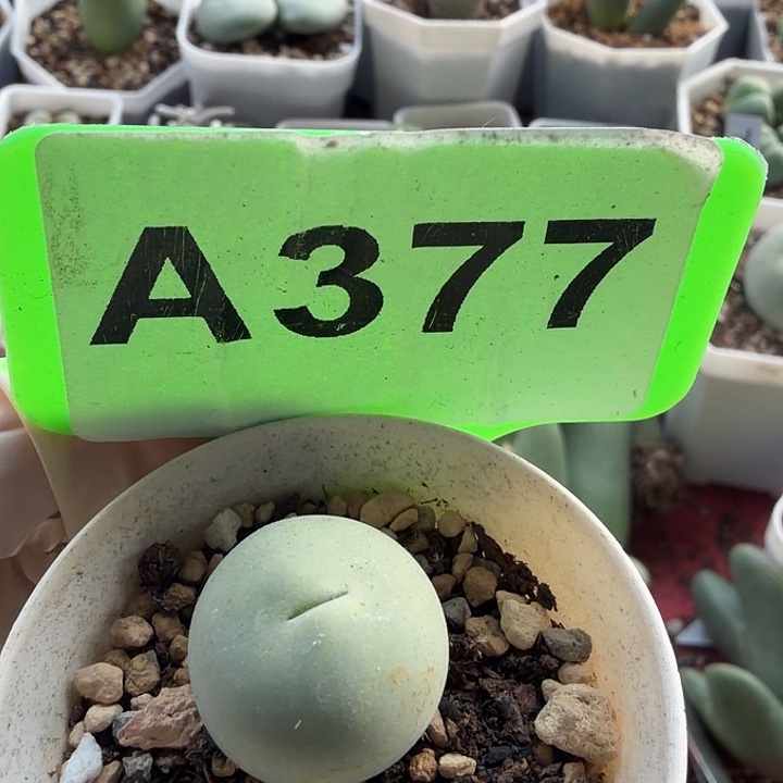 2公分左右鸽子蛋……