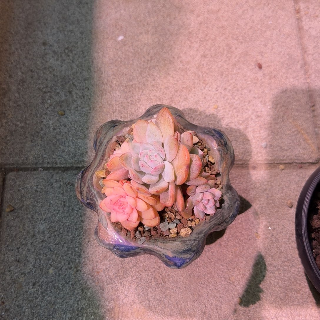 上***儿橙梦露锦化一颗脱土发货