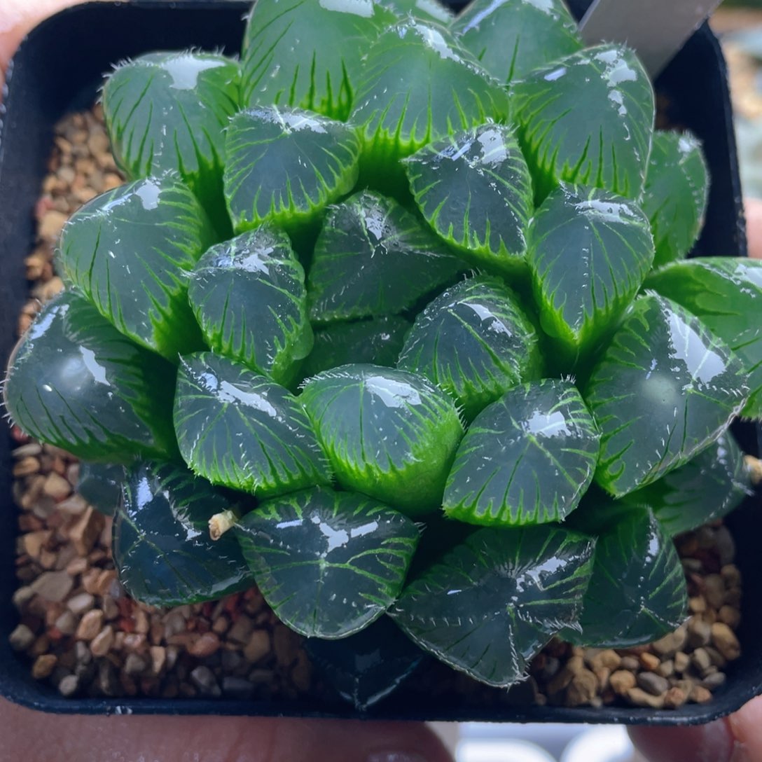 3.十二卷多肉实生玉露。   