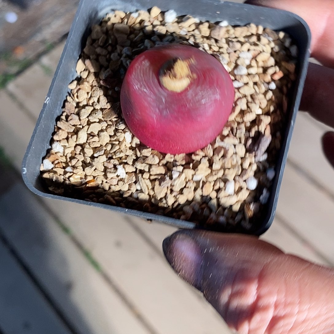 25371。  一颗。   带盆。 