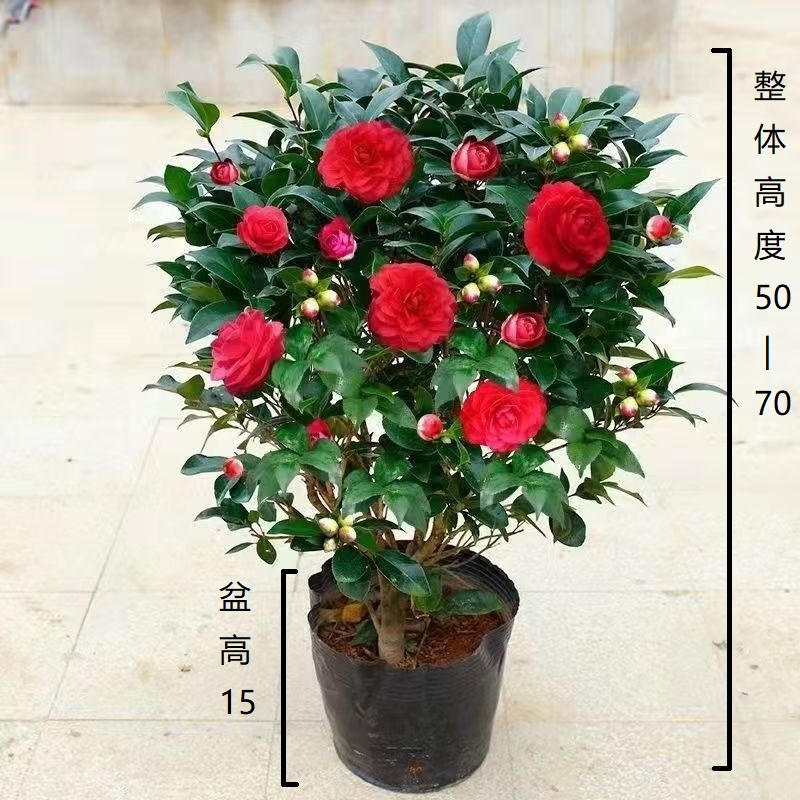 【50-70cm】红赤丹茶花盆栽树苗带花苞室内花卉四季阳台绿植H