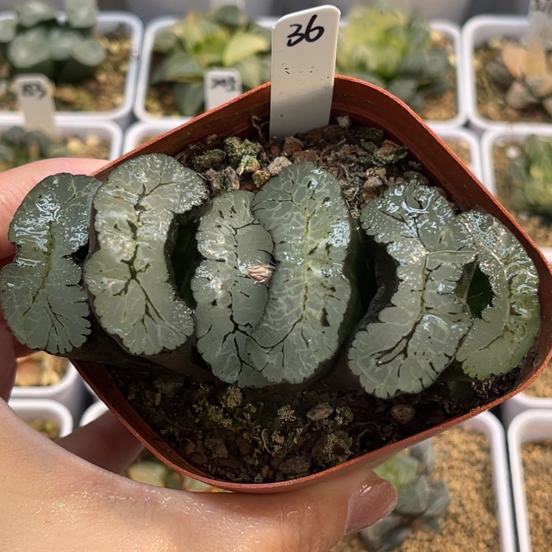 36葵御前玉扇福利专场