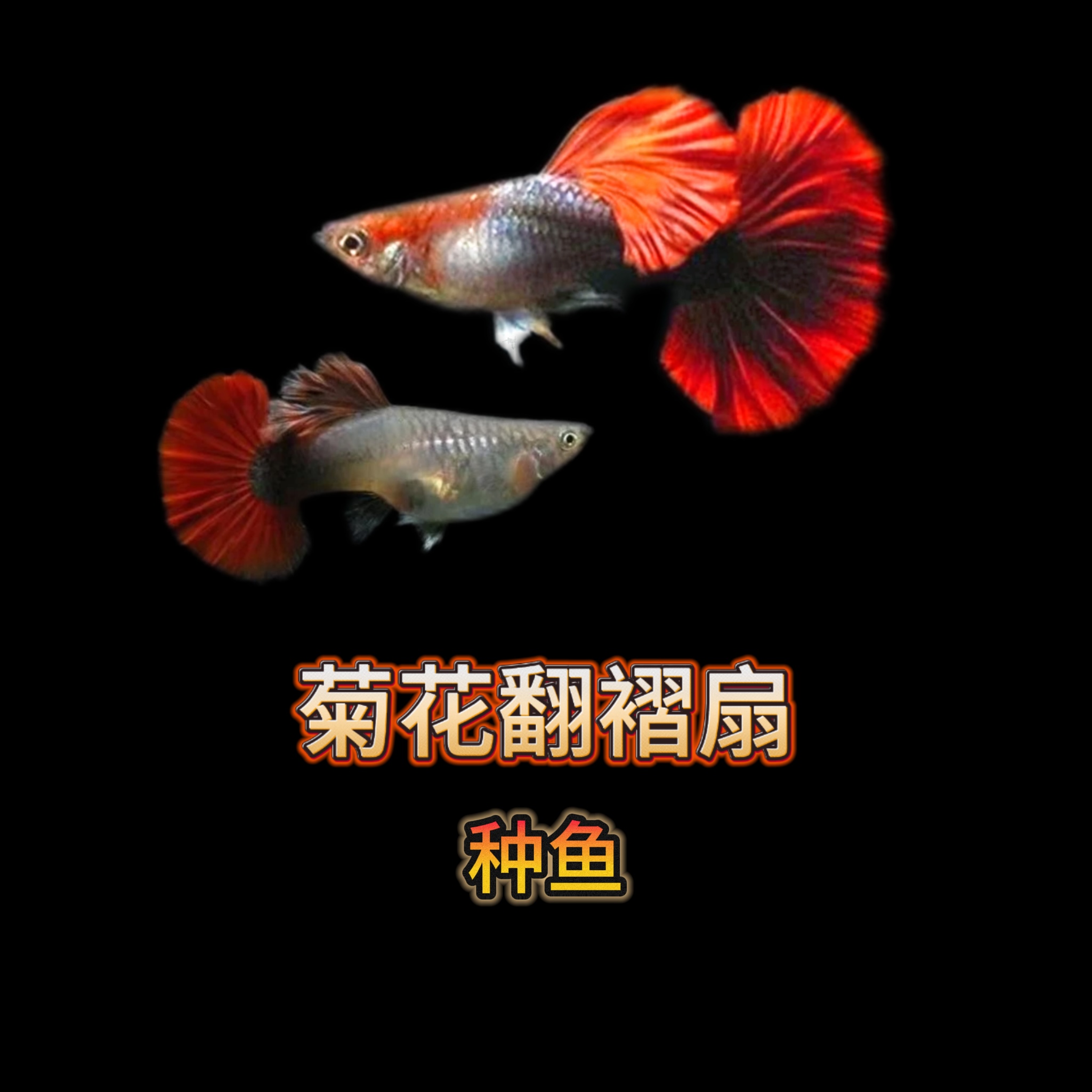 新蛋福利菊花帆高翻大背 精品孔雀鱼种鱼