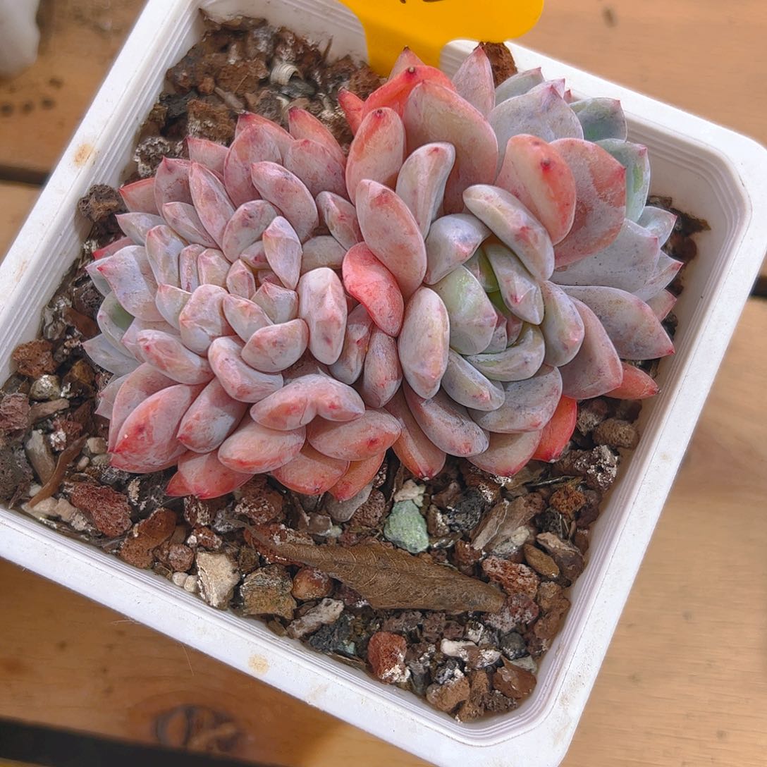 橙梦露缀279号一物一拍