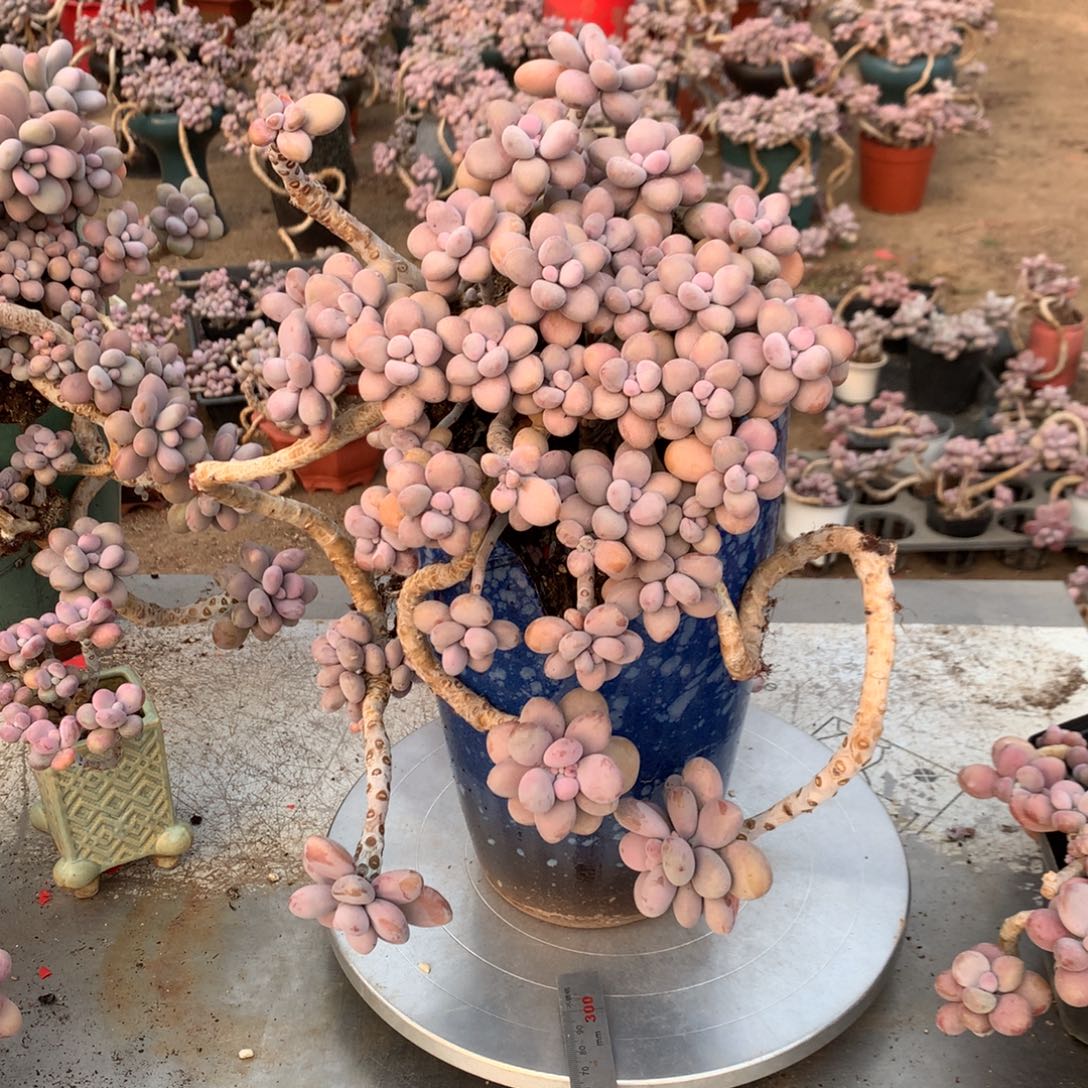 旻***子桃蛋老桩不带盆66号