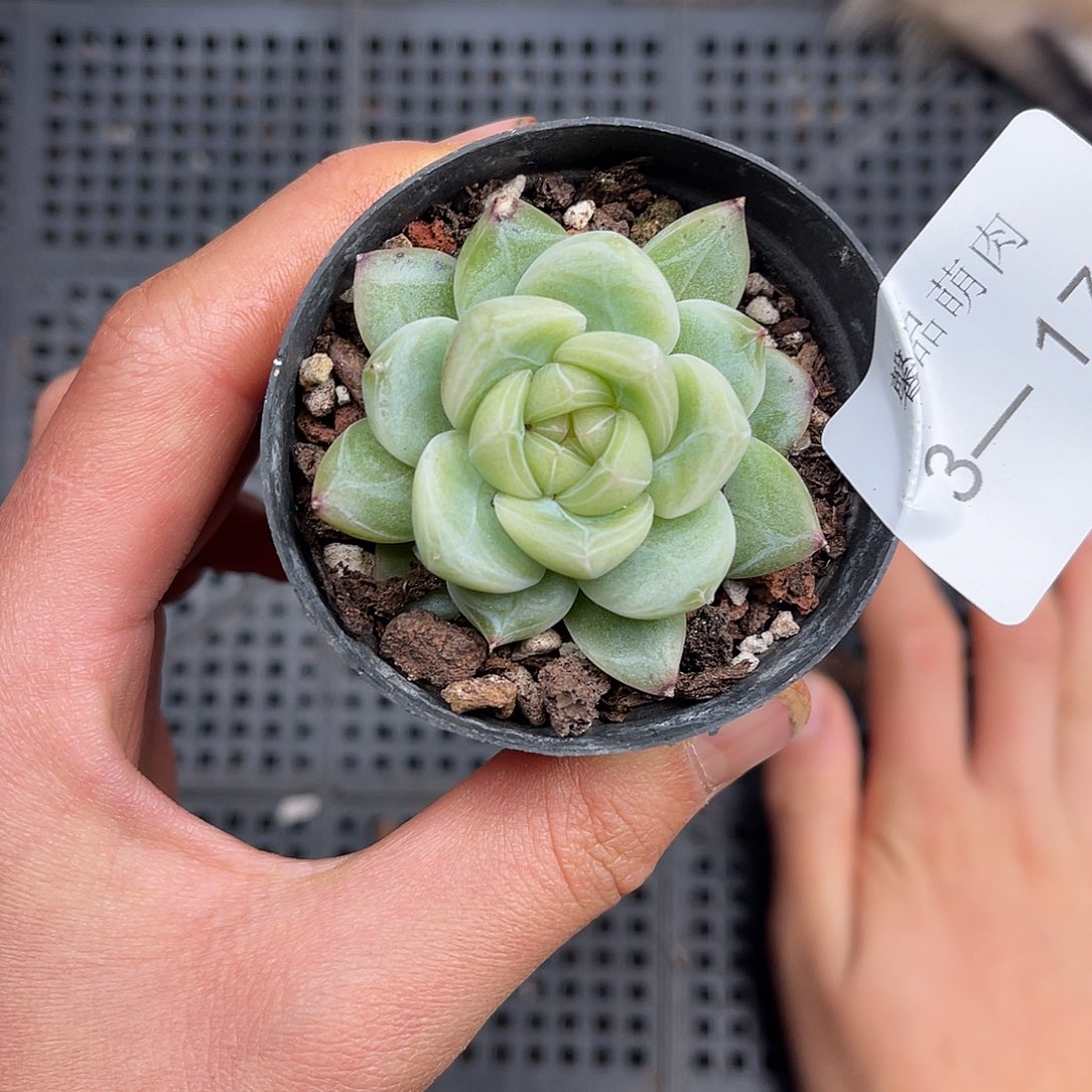 多肉一物一拍3-174