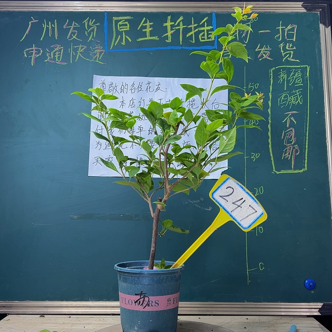 当前无花栽培后可以开花 福利 苏瓦娜  247