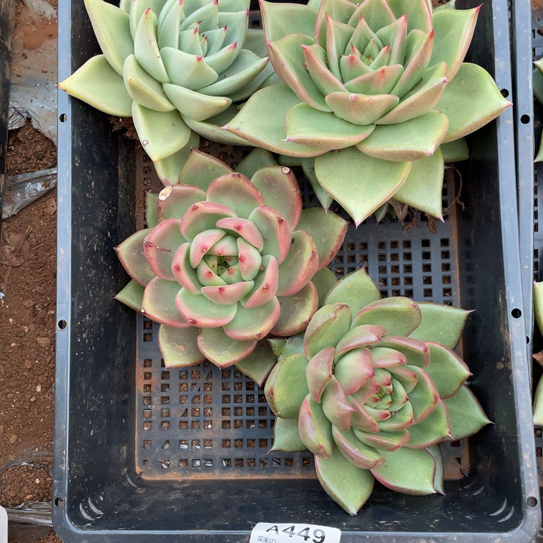 若如东云多肉框拍A721