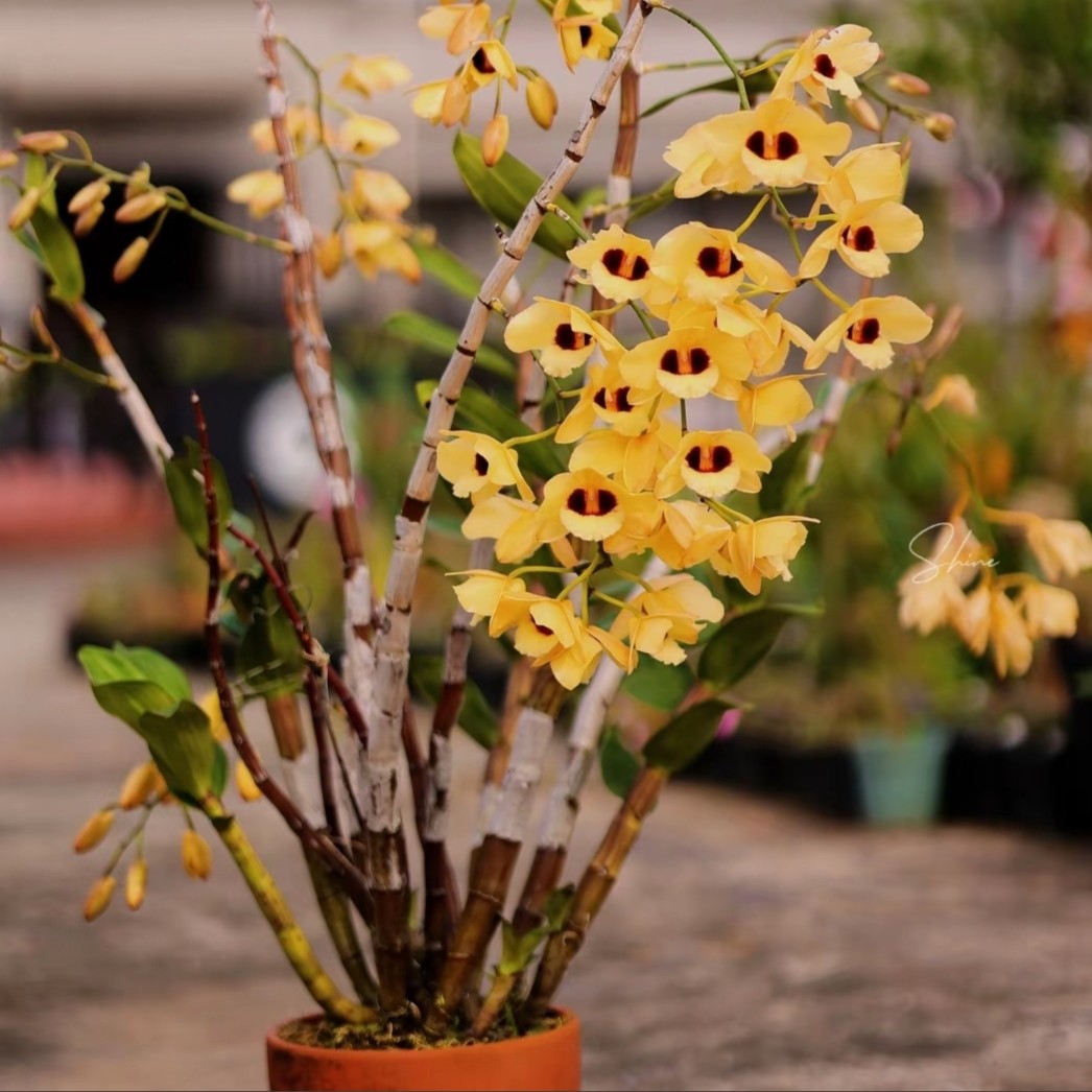 大东山猫眼石斛花香独特