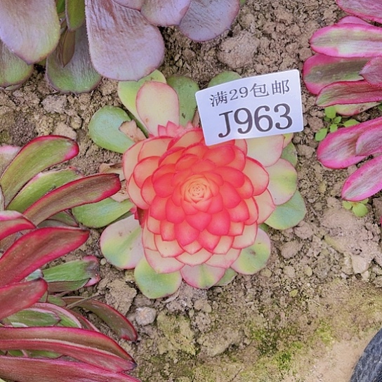 963荔枝多肉植物