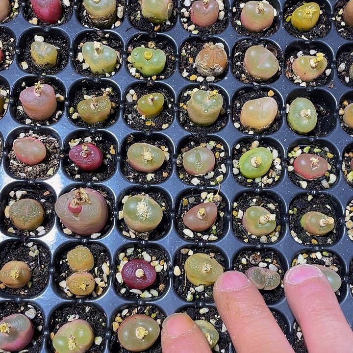 小毛汗泥1元带土发货