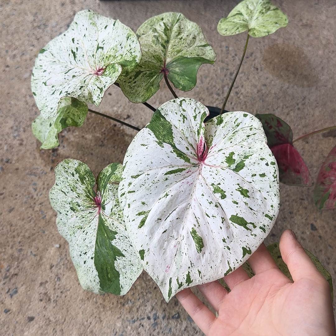 完全开放D062薄荷糖