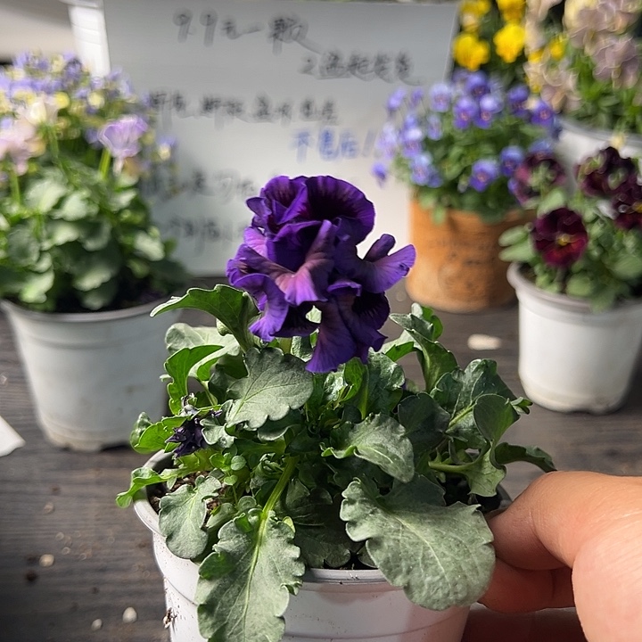 当前无花朵，栽培后可花朵125号德古拉