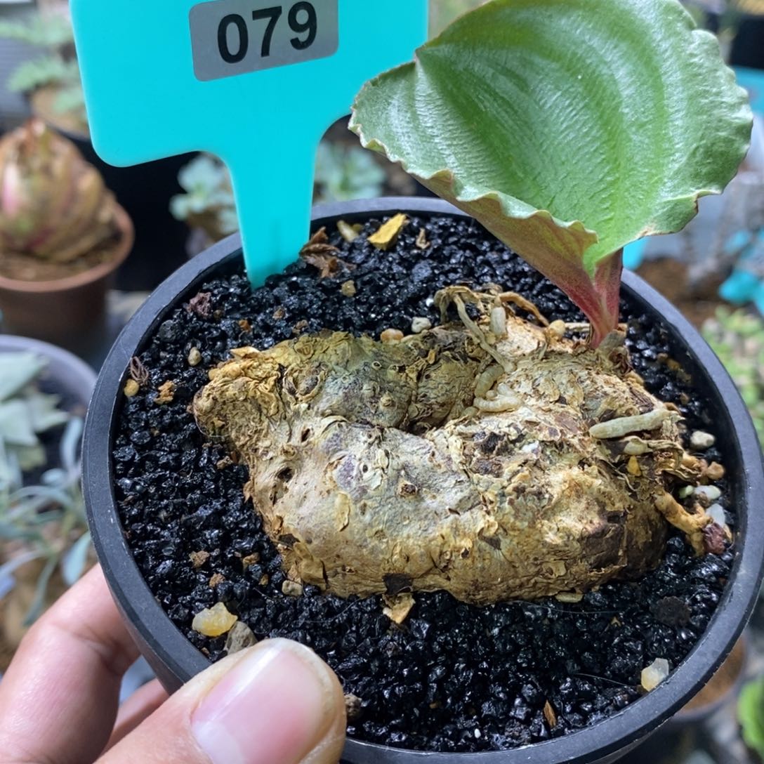 卷叶冰之镜多肉一个