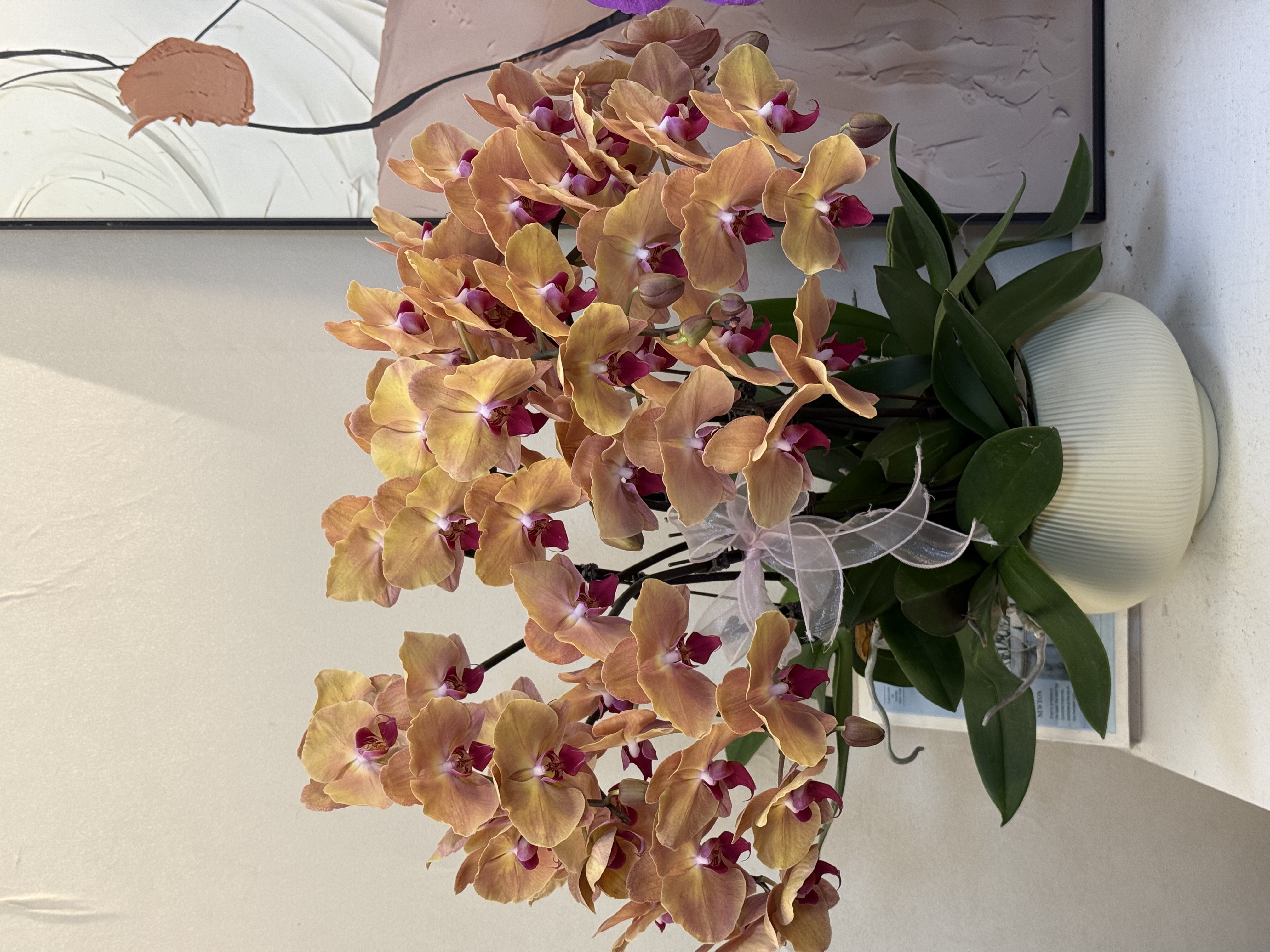  蝴蝶兰 大【黄金万两】真花 秋冬耐寒花卉 四季开花 多样性发货