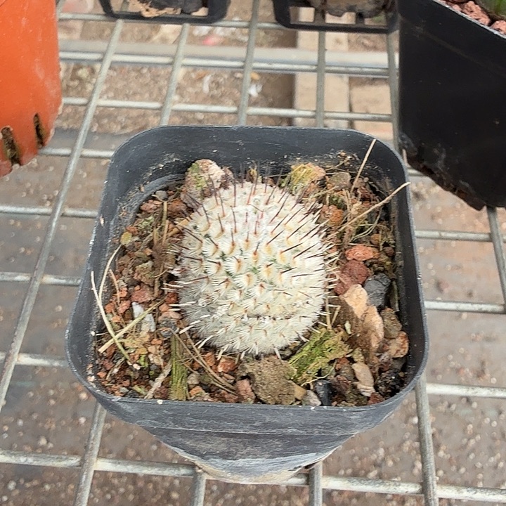 直刺佩雷单头2仙人球