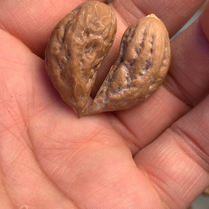 猴头核桃把件拿姐30