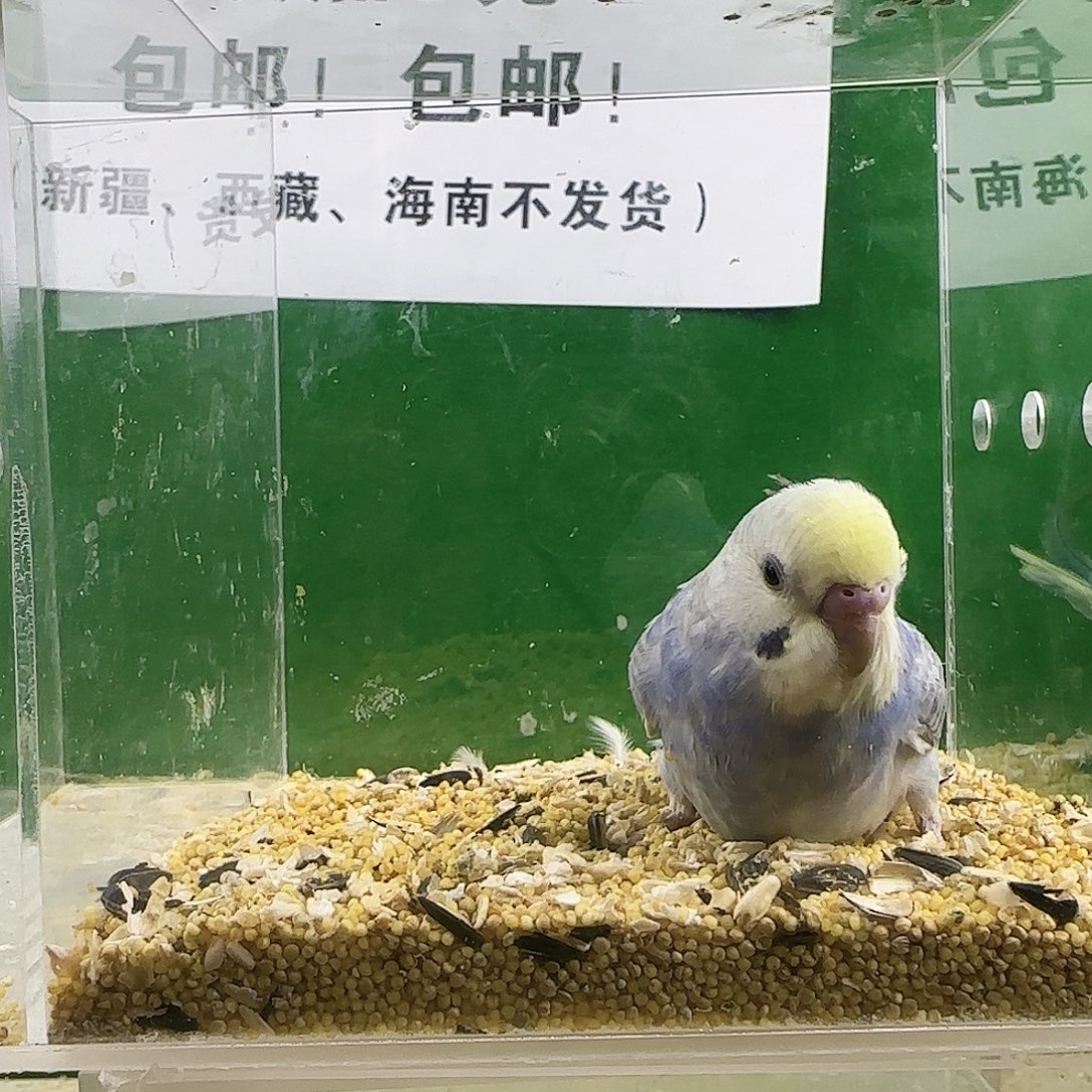 虎皮鹦鹉金彩金彩