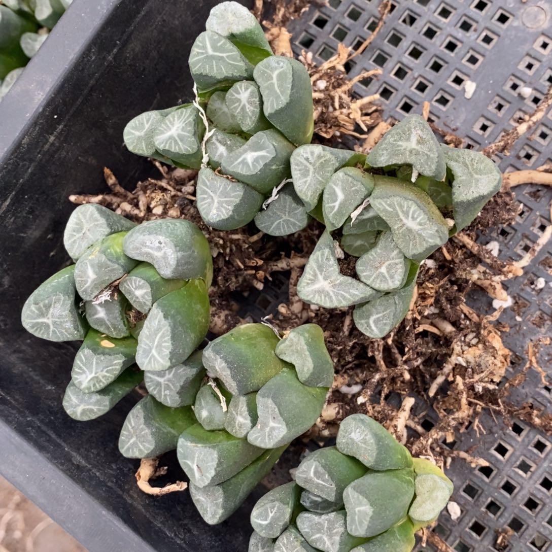 2611 一颗实生万象 福利