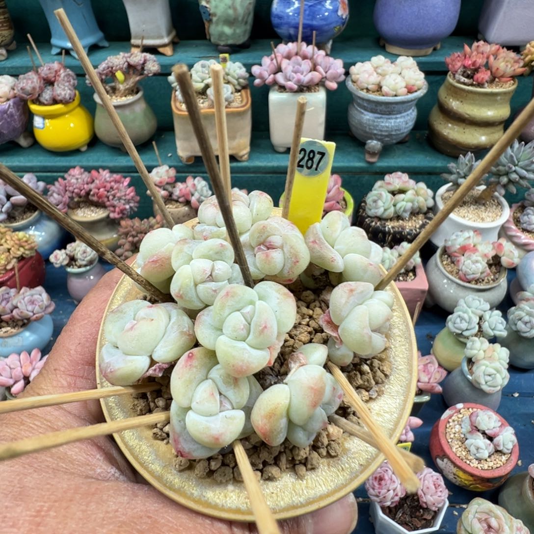 R***y287号冰玉组合带盆土寄养