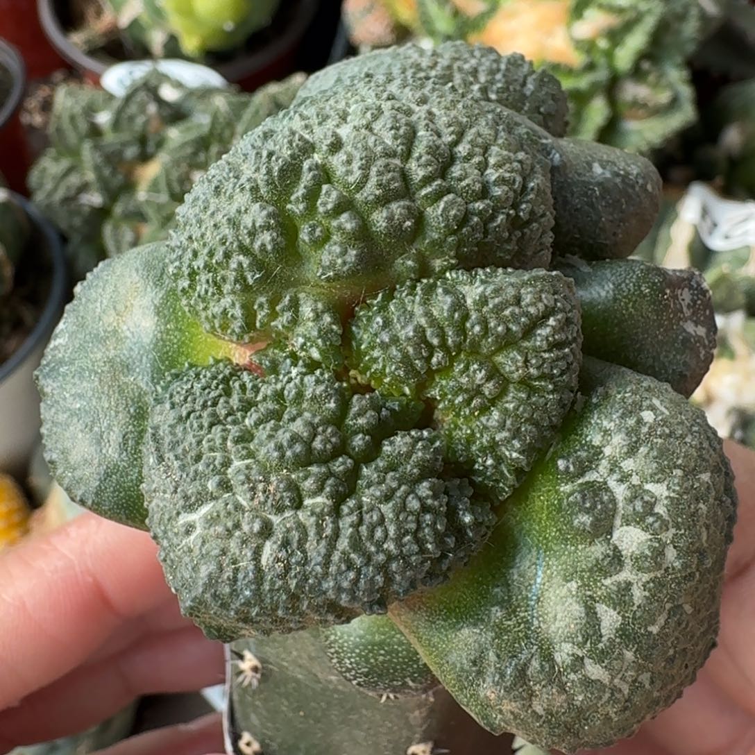 【闪购商品】细腻大尤哥斯拉394