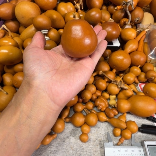 —***️欢喜的一把云朵梨，云朵里葫芦