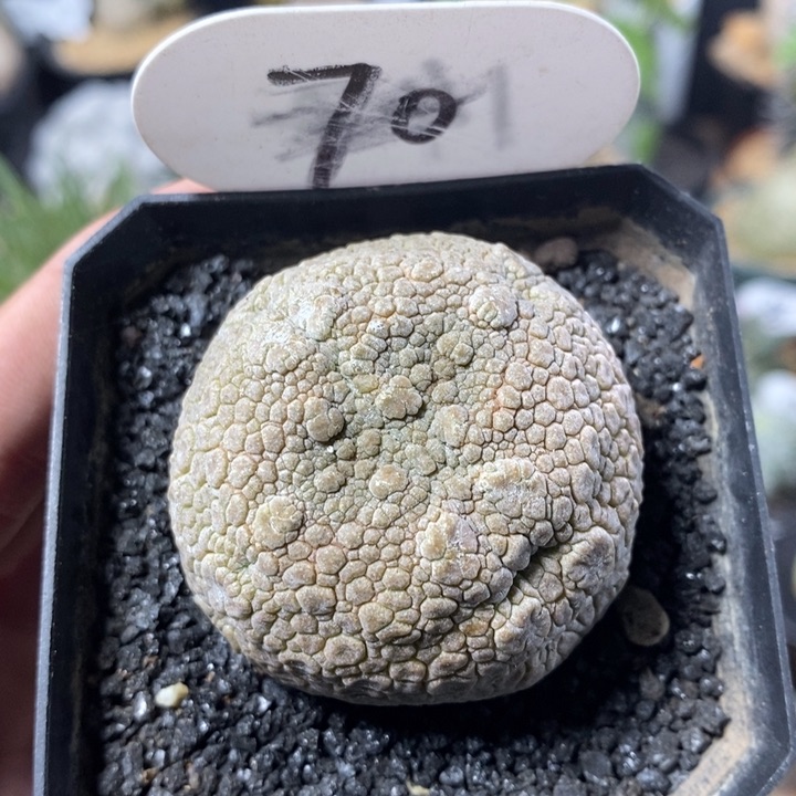 实生凝蹄玉70号4.8cm