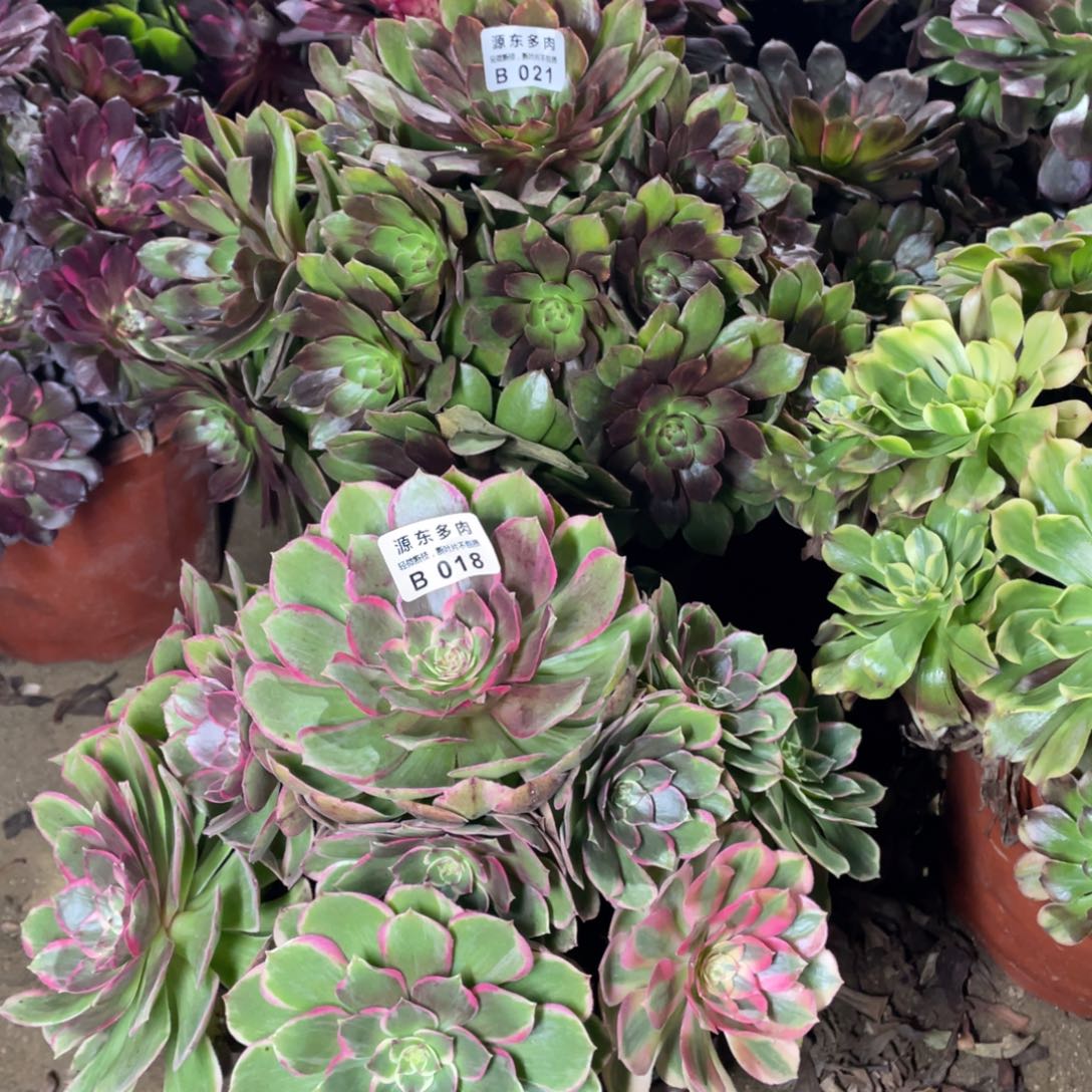 018粉花妖多肉法师断枝不包