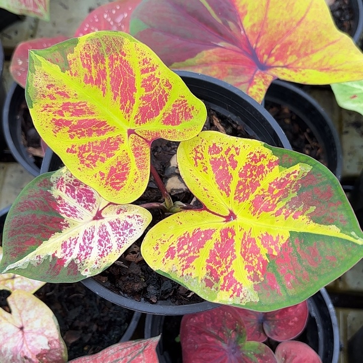 17-1119彩叶芋广东现货