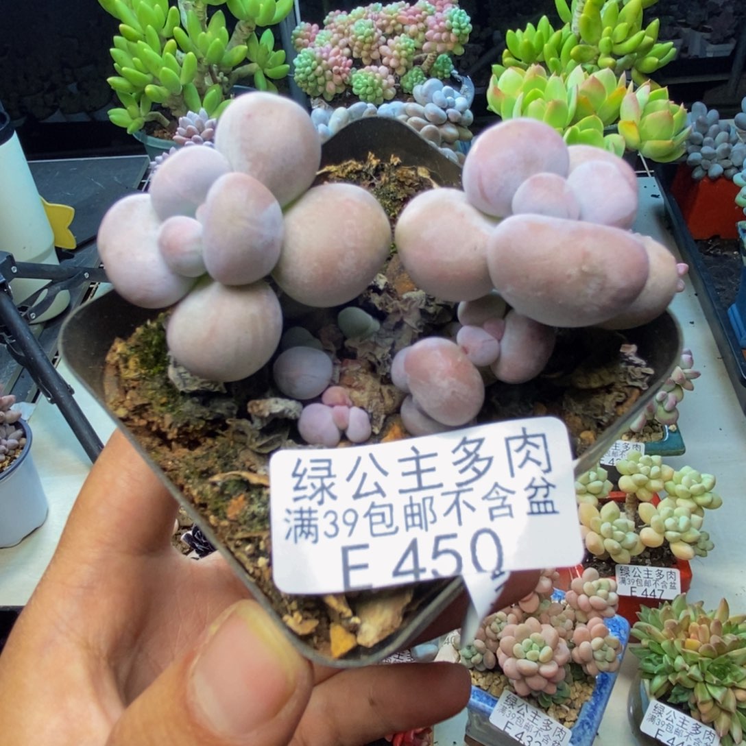 450芭比奶多肉6c m