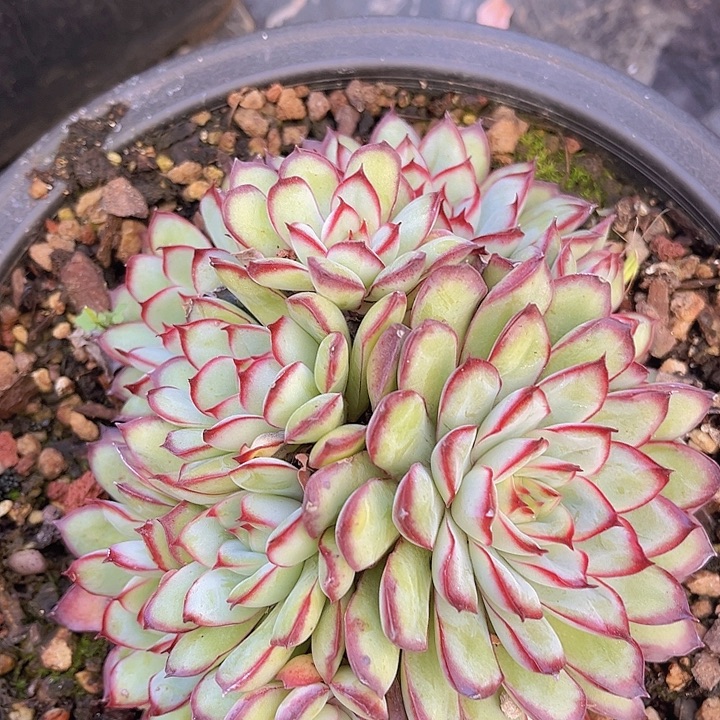 墨西哥灵隐2174多肉植物