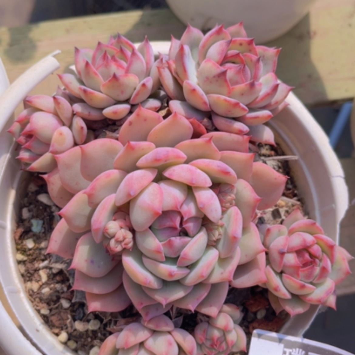 【闪购商品】棱镜12154