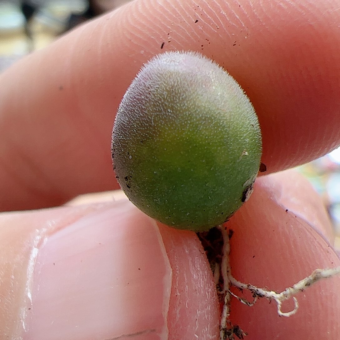 【闪购商品】126 宝辉