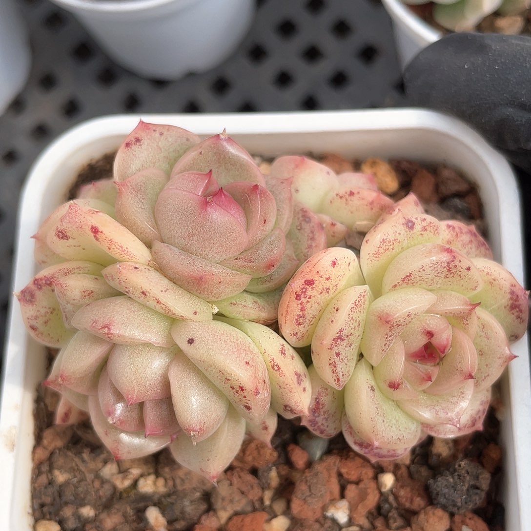 优选麦秆福利408