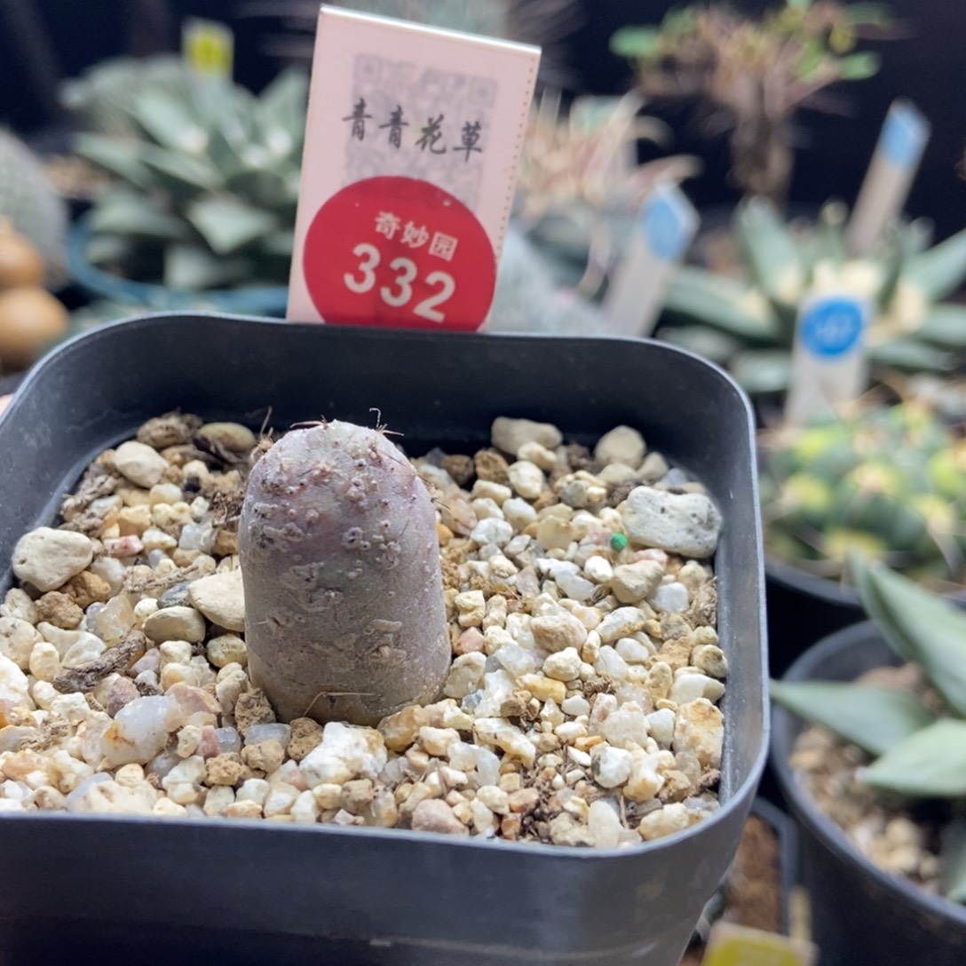实生习志野1.7cm一棵仙人球