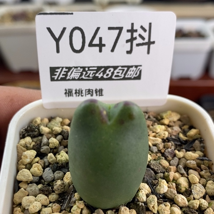 多肉一物一拍047号