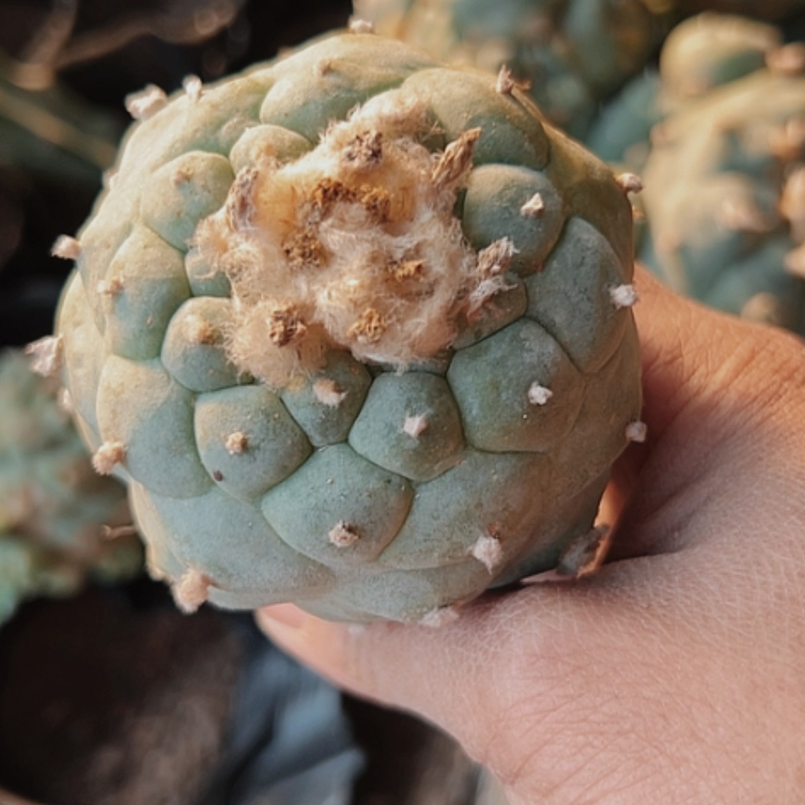 【闪购商品】3061海鲜无根