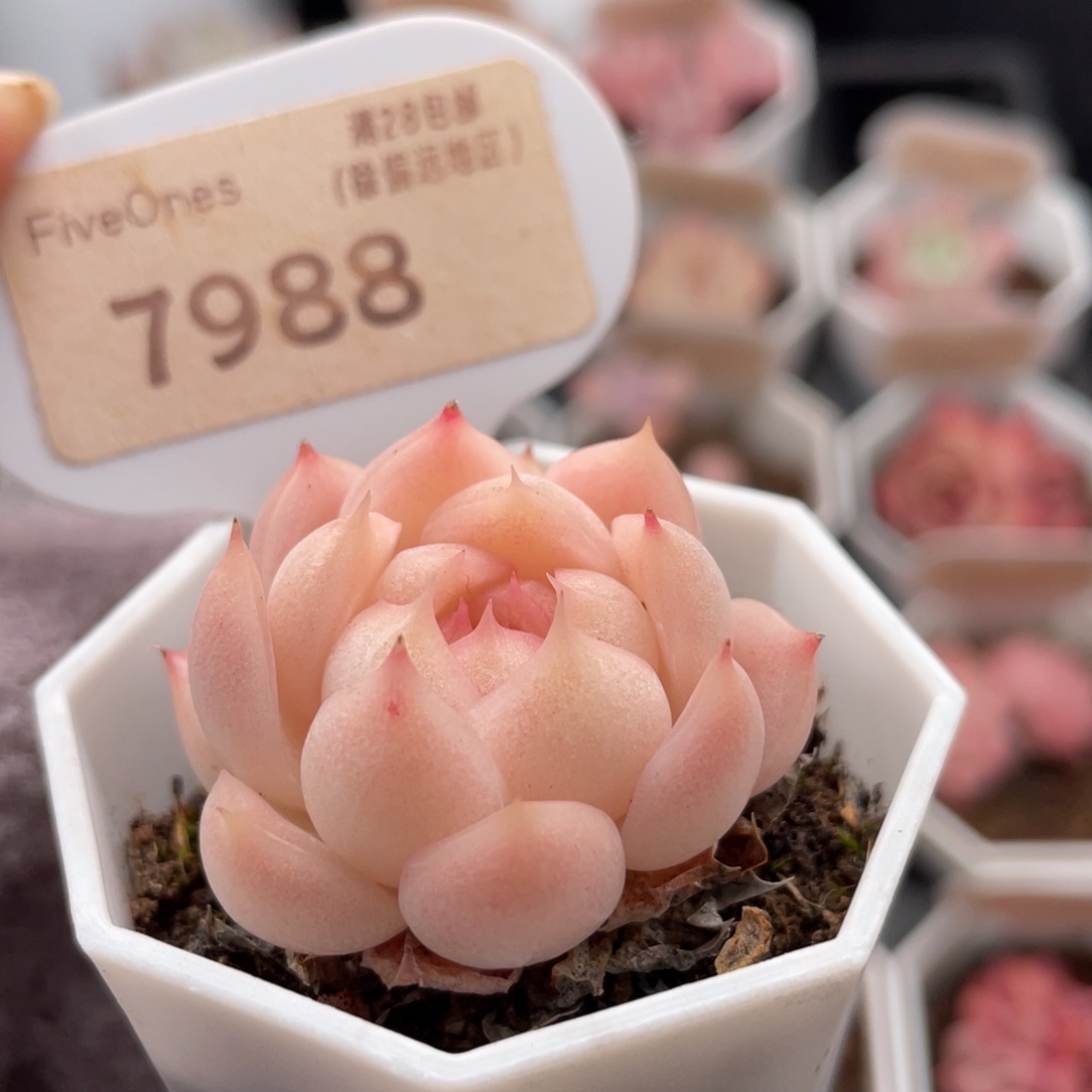 麦秆7988-4.0厘米