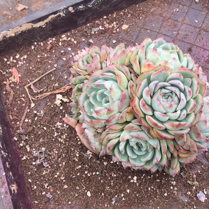 娜***娜云欣多肉植物侧隐