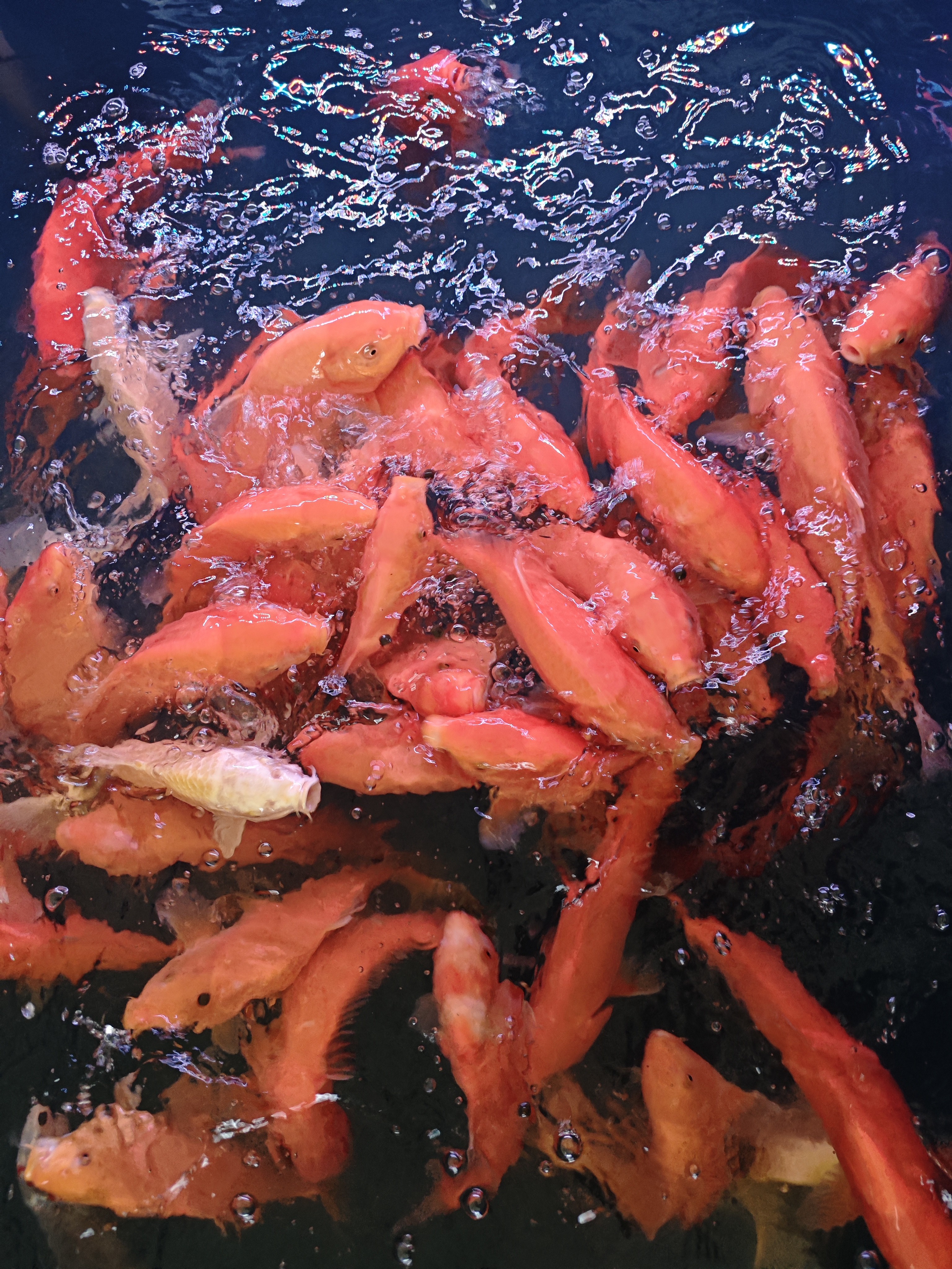 红介子冷水观赏鱼耐活好养不怕冷包邮