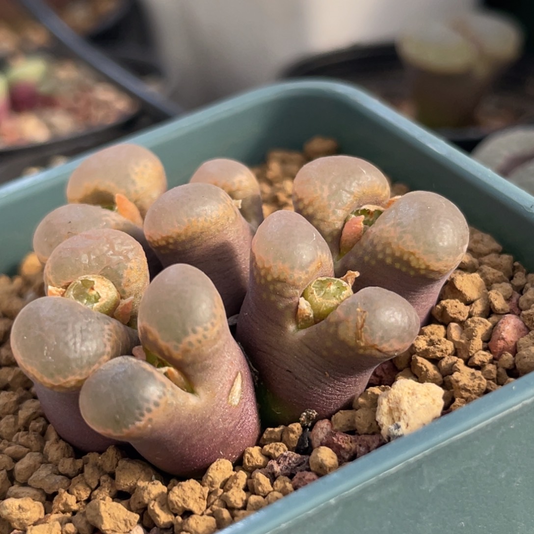 帕法德风铃植物一物一拍