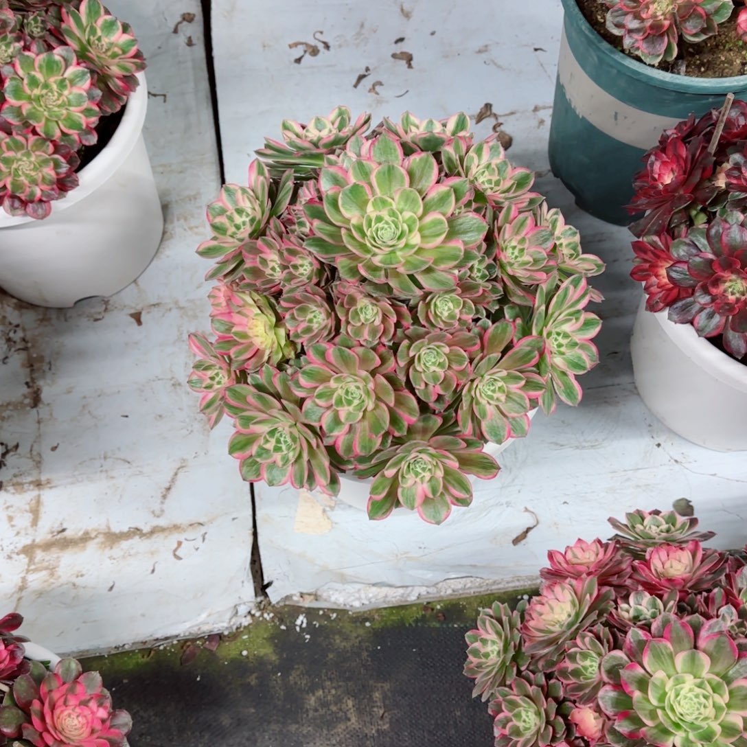 流***沙孔雀翎，多肉植物生长速度