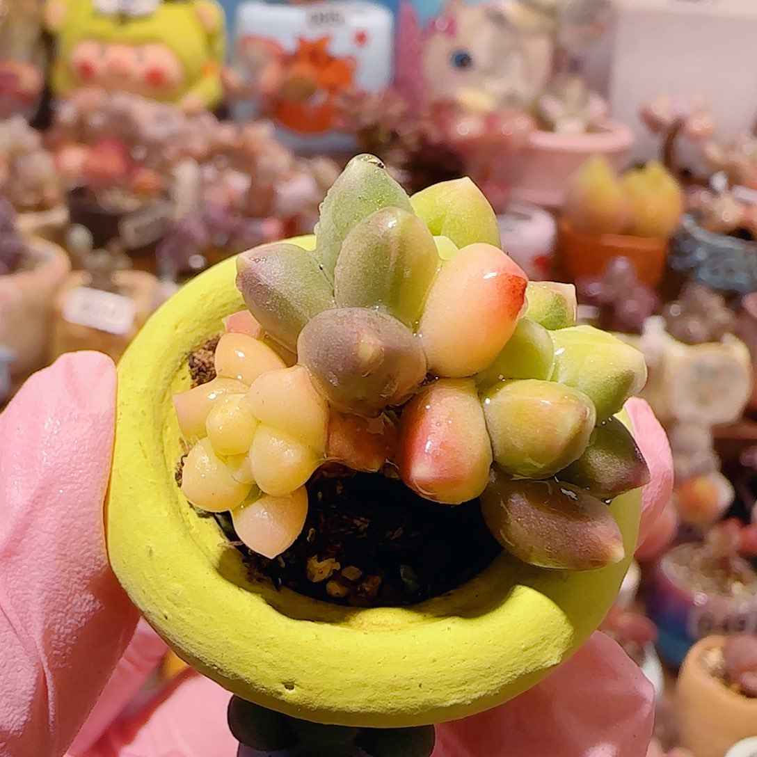 T天空美人锦盆口2.5cm