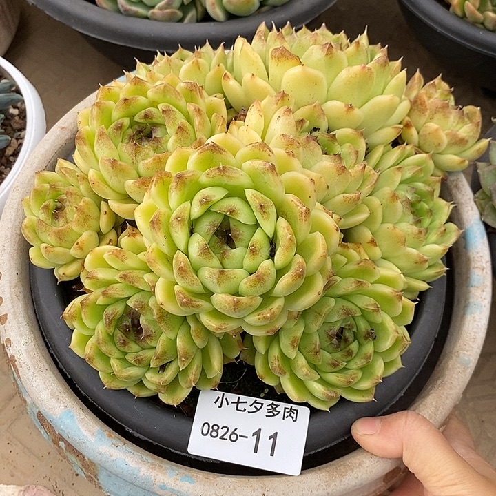 R***儿记得拍冷链不知名11