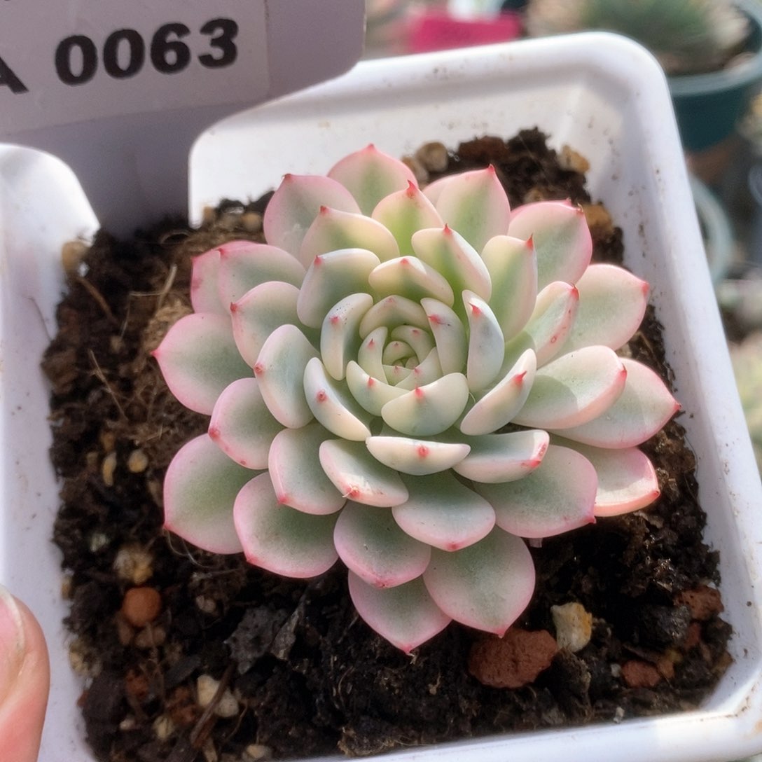 A063姬莲锦锦锦锦锦