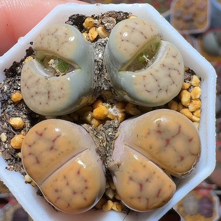 生石花22222。  372