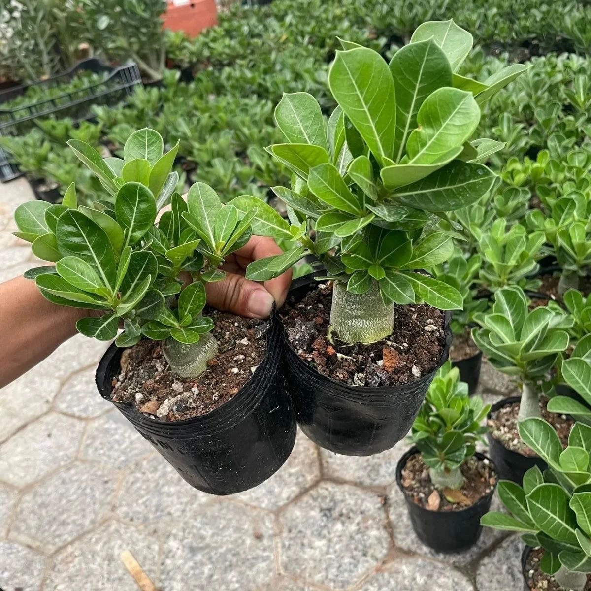 重瓣沙漠玫瑰花苗盆栽夏季花卉绿植耐热耐旱老桩室内阳台开花不断
