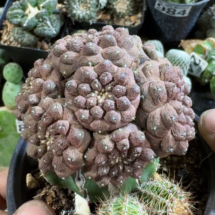 福利苗接蜥蜴皮077